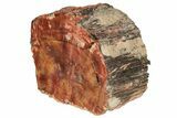 Polished, Petrified Wood (Araucarioxylon) - Arizona #193702-2